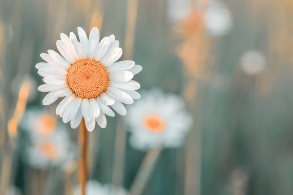 Close White Marguerite Flowers Meadow Flower Also Called Eye Daisy — Stock Photo, Image