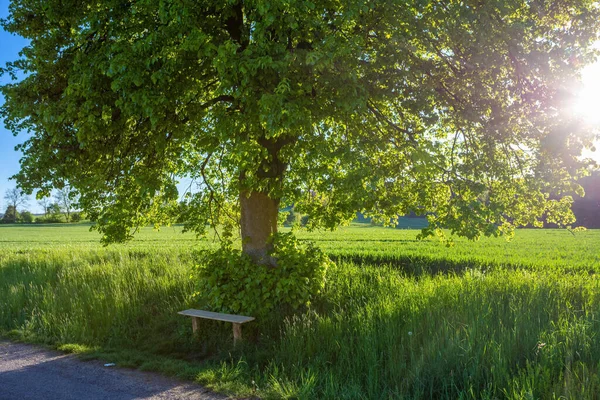 Liten Träbänk Viloplats Trädet Landsbygden Med Solstrålar Kvällen Lugna Ner — Stockfoto