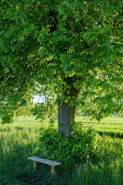 Mała Drewniana Ławka Miejsce Spoczynku Pod Drzewem Wsi Republika Czeska — Zdjęcie stockowe