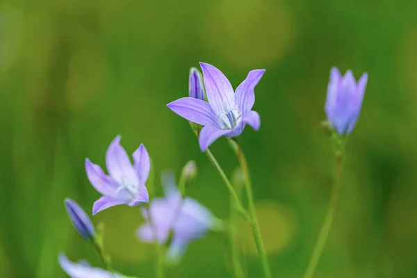 Piękny Wiosenny Kwiat Campanula Patula Close Image Soft Selective Focus — Zdjęcie stockowe