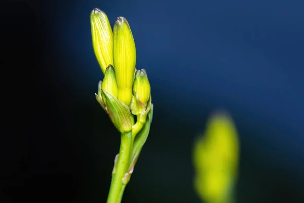 Πράσινο Μπουμπούκι Λουλουδιών Σκούρο Φόντο Την Άνοιξη — Φωτογραφία Αρχείου