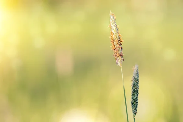 Vår Gräs Sommaren Blommande Äng Grund Fokus Naturlig Bokeh Bakgrund — Stockfoto