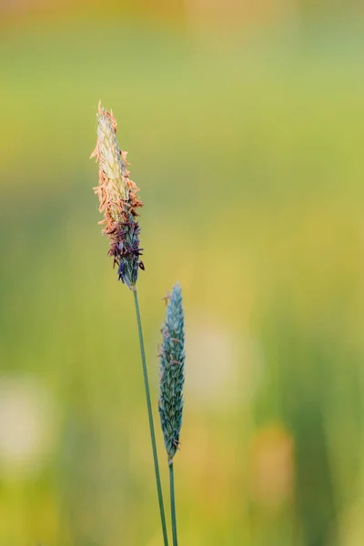 Lente Gras Zomer Bloeiende Weide Ondiepe Focus Natuurlijke Bokeh Achtergrond — Stockfoto