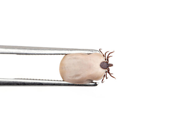 Tick (Ixodes ricinus) filled with blood, holded in tweezers isolated on white background. Danger insect can transmit both bacterial and viral pathogens.