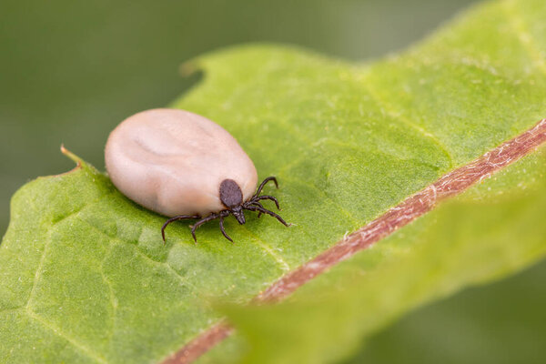 Tick (Ixodes ricinus) walks on green leaf. Danger insect can transmit both bacterial and viral pathogens such as the causative agents of Lyme disease and tick-borne encephalitis.