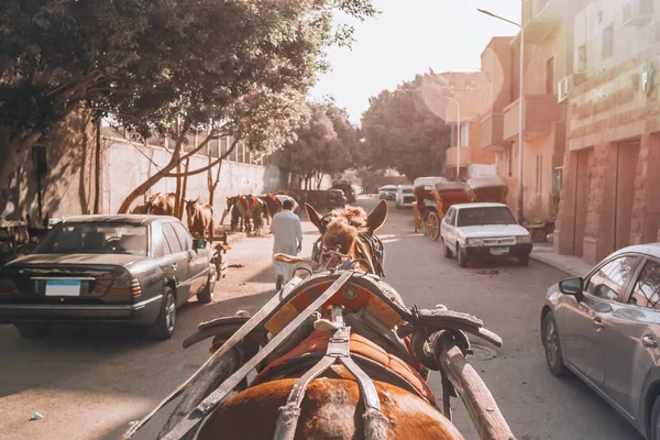 Vista Carruagem Cavalo Uma Rua Centro Cidade Favela Cairo Perto — Fotografia de Stock