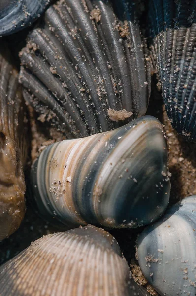 Verschiedene Muscheln im Sand — Stockfoto