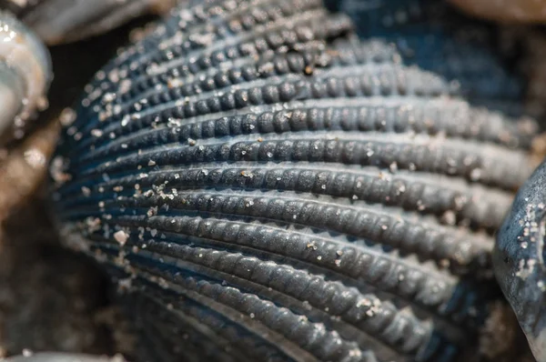 Текстура морської раковини — стокове фото