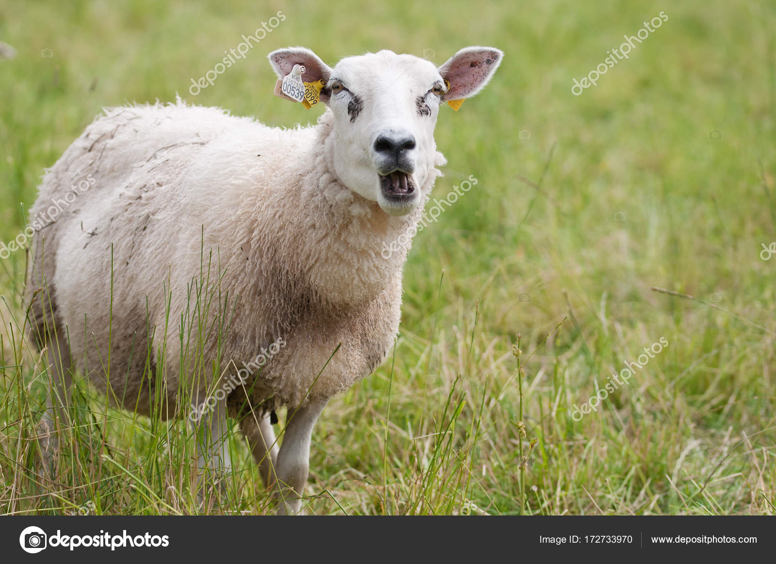 The Bleating Lonely Sheep Grazing In A Field Stock Photo C Mamasita