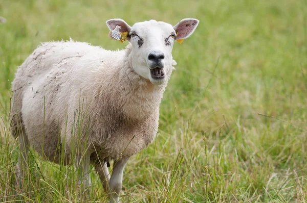 El balido de ovejas solitarias pastando en un campo Fotos De Stock