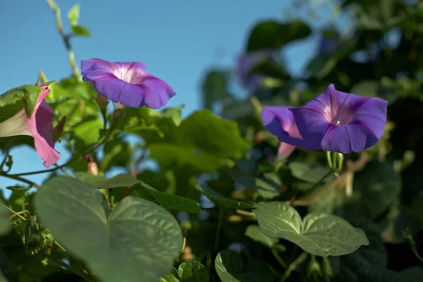 Цветы Фоне Голубого Неба — стоковое фото