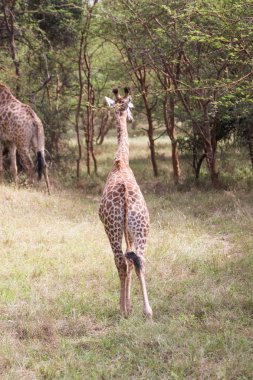 Çekip genç zürafa