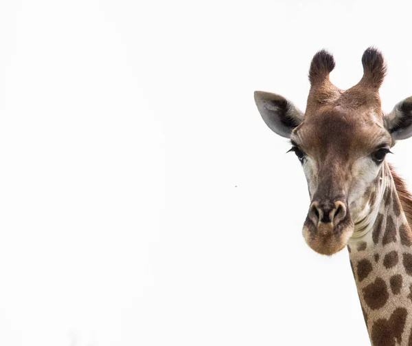 Güzel zürafa kafa vurdu — Stok fotoğraf