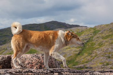 kayaların üzerinde köpek duran