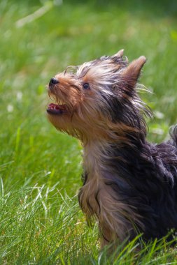 Yorkshire terrier çim
