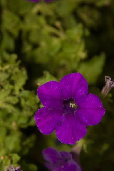 Blauglockenblumen Nahaufnahme — Stockfoto