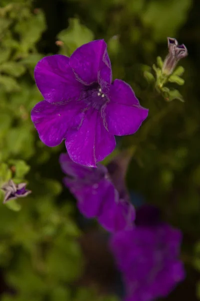 Bluebell flores closeup — Fotografia de Stock