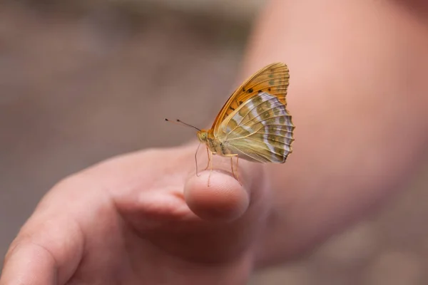 Красивая бабочка на руке — стоковое фото