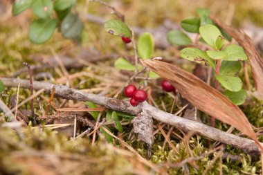 Orman kızılcık dal