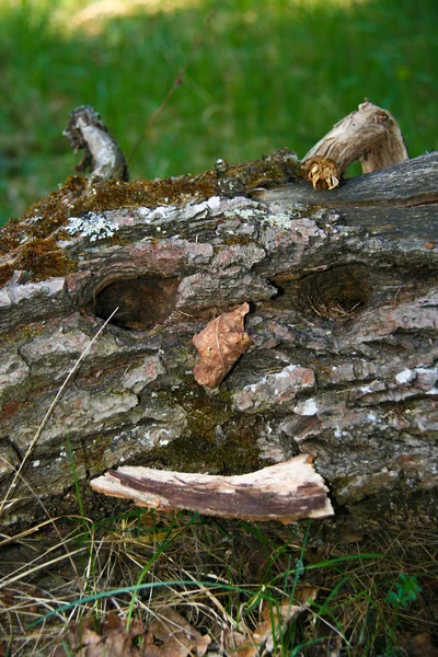 Grappige Tree trunk closeup — Stockfoto