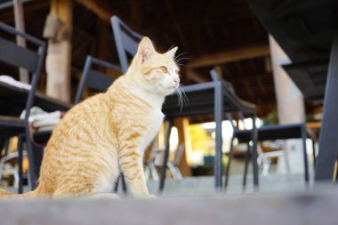 Bir balkon sevimli kedi