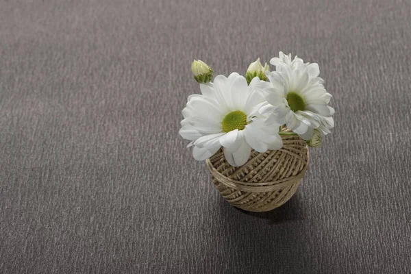 Flores blancas dalias — Foto de Stock
