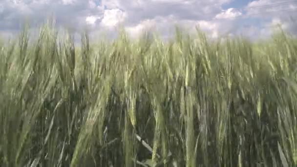 Це пейзаж пшеничного поля і блакитного неба — стокове відео