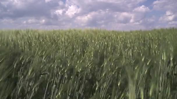 É uma paisagem de campo de trigo e céu azul — Vídeo de Stock