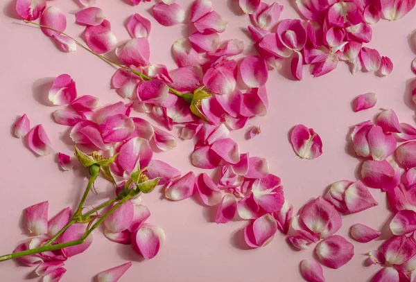 このバラの花びらはピンクの背景にあります — ストック写真