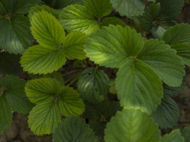 Bunlar yakın plan taze çilek çalıları..