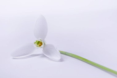 Bu beyaz bir kar damlası..