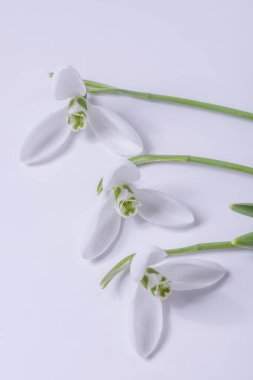 Beyaz arkaplanda üç tane kar damlası var..