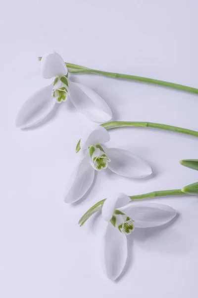 Three Snowdrops White Background — Stock Photo, Image