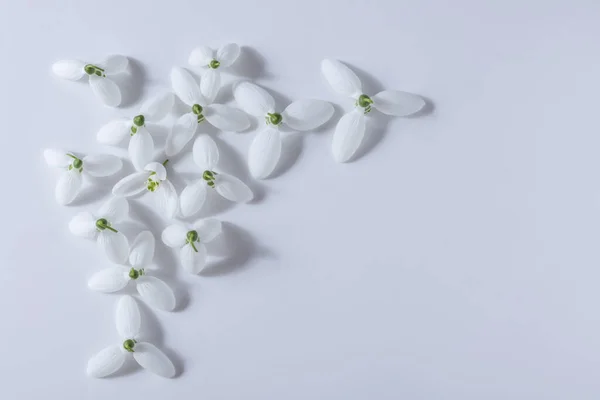 Los Brotes Gota Nieve Están Sobre Fondo Blanco Esta Una — Foto de Stock