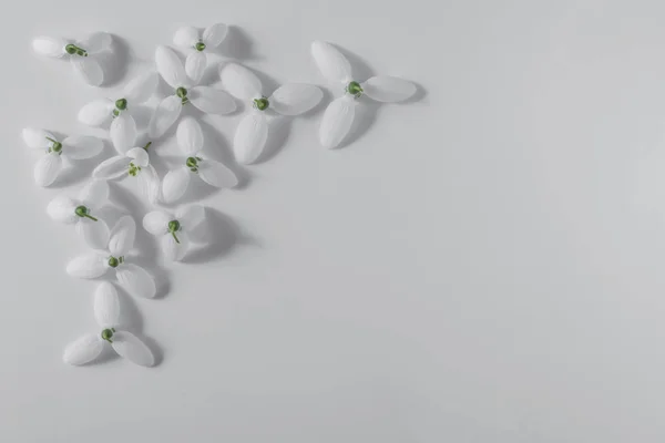 Flores Nieve Están Sobre Fondo Gris — Foto de Stock