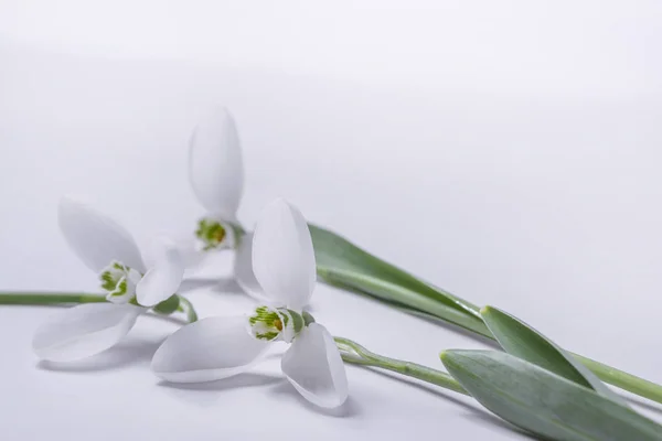 Spring Motive Snowdrops White Background — Stock Photo, Image