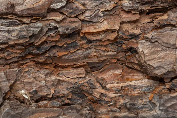 Questa Una Corteccia Pino — Foto Stock