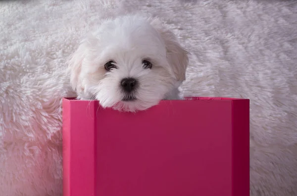 Adorável dois meses branco Shih tzu cachorro — Fotografia de Stock