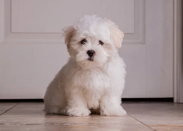 Adorável dois meses branco Shih tzu cachorro — Fotografia de Stock
