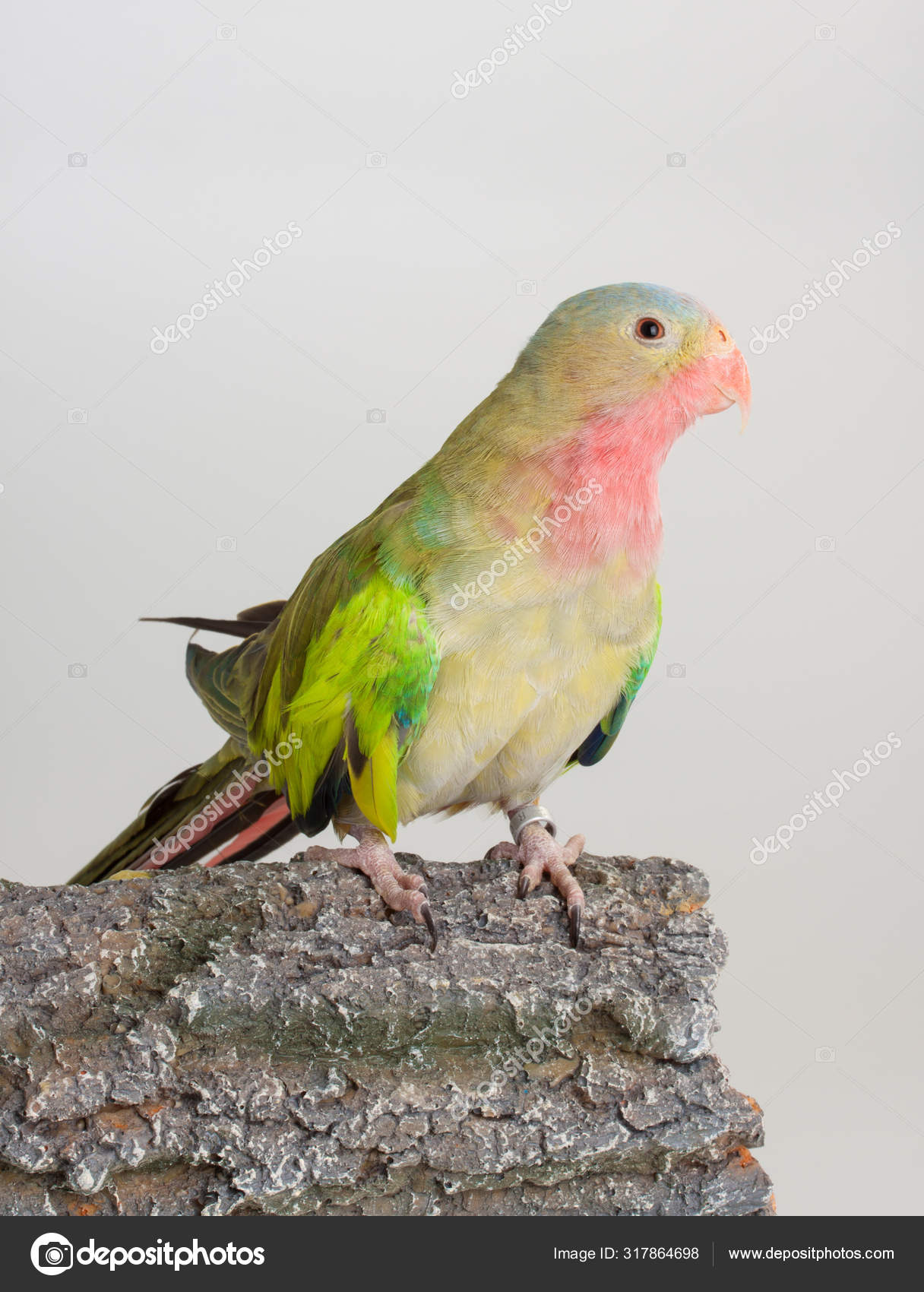 Storms Stork Ciconia Stormi Birds Stork Bird
