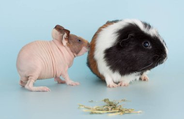 Kobay faresi evcil hayvan