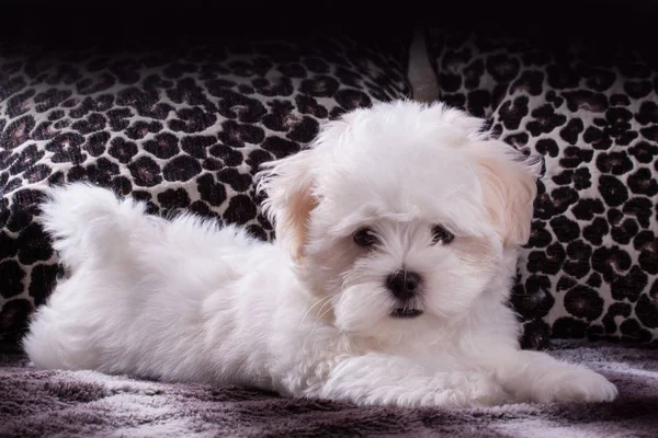 Adorável dois meses branco Shih tzu cachorro — Fotografia de Stock