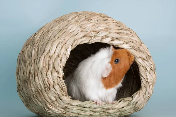 Cavia roditore animale domestico — Foto Stock