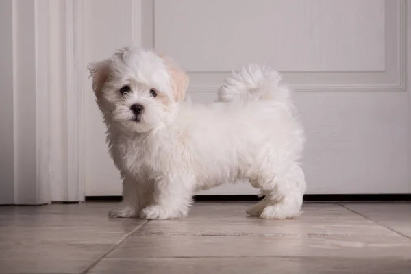 Adorável dois meses branco Shih tzu cachorro — Fotografia de Stock