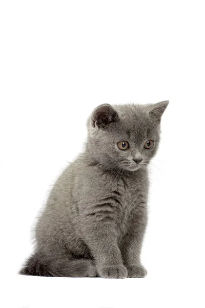 Gato británico —  Fotos de Stock