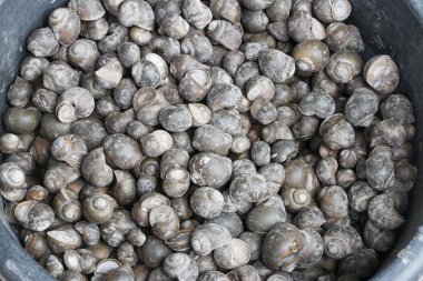 kabuk ve kapağa bağlı toprak