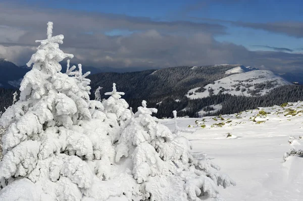Winter op een heuvel in een berglandschap. — Stockfoto