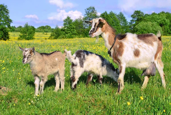 Cabra com crianças em pasto de verão — Fotografia de Stock