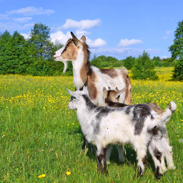 Cabra com crianças em pasto de verão — Fotografia de Stock