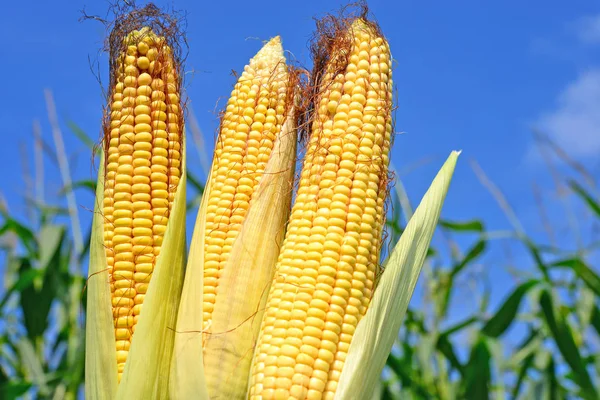 Молода кукурудза в сільському пейзажі — стокове фото